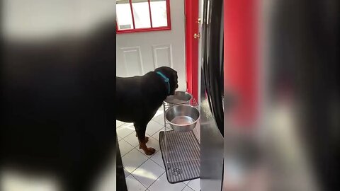 Thunder likes to dive into his water bowl