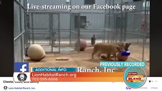Learn About Lions