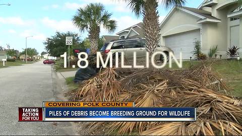 Post-Irma debris attracting rats, snakes in Polk County
