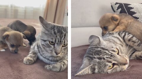 Cat seeing puppies for first time - watch cat reaction