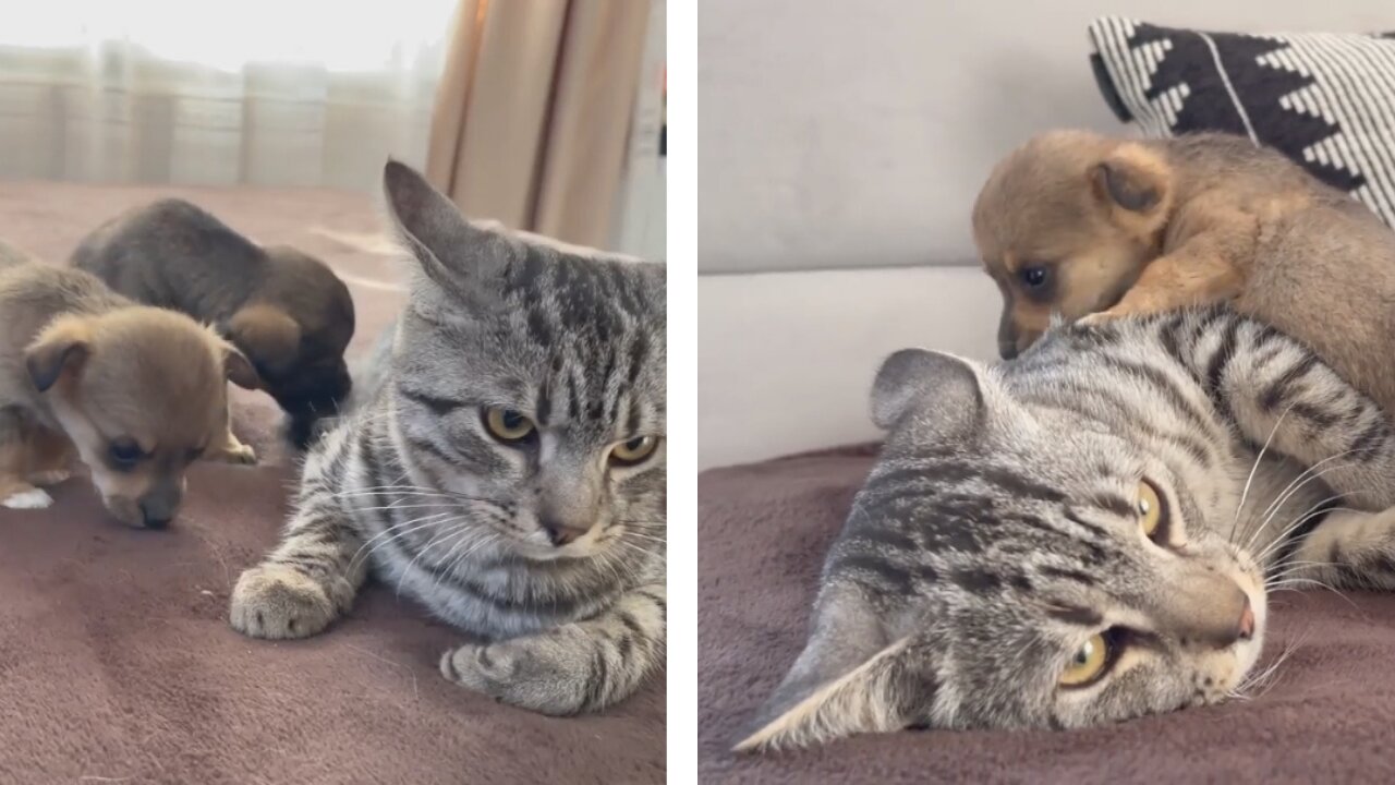 Cat seeing puppies for first time - watch cat reaction