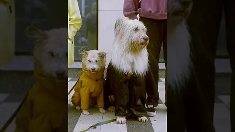 Dogs with Log Hairs #dogfashion #dogs #petvideos #2023shorts