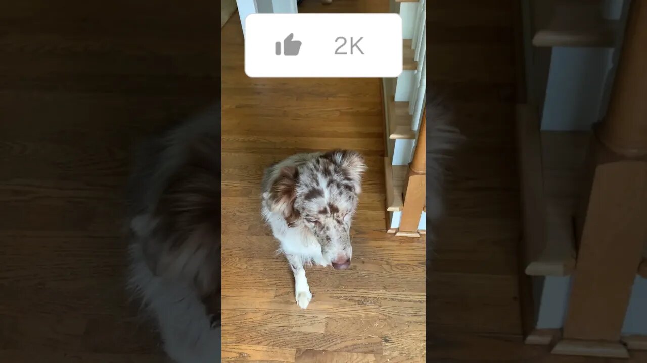 What My Dog Does When I Say The Word: Treat 🤣