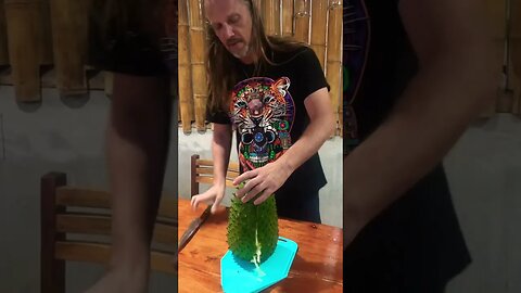 Most Delicious Fruit on Earth, Anti-cancer, Guanabana #plantmedicine