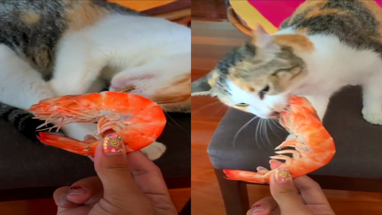 When I see prawn I will die for it