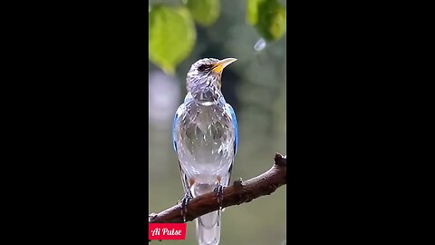 OMG tranpareat sparrow 😱