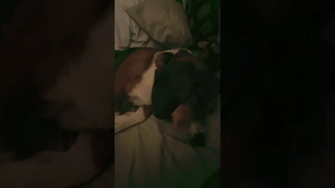 Banchee the Beagle snoring…again!