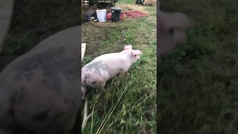 Show hog running after being let out #pig #homesteading #animal #pigs #4h #bacon