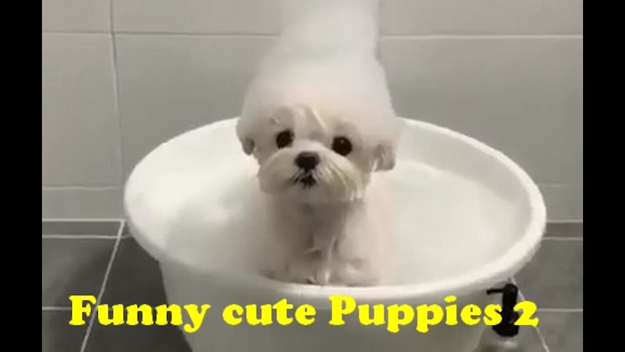 Funny Cute Puppies #2