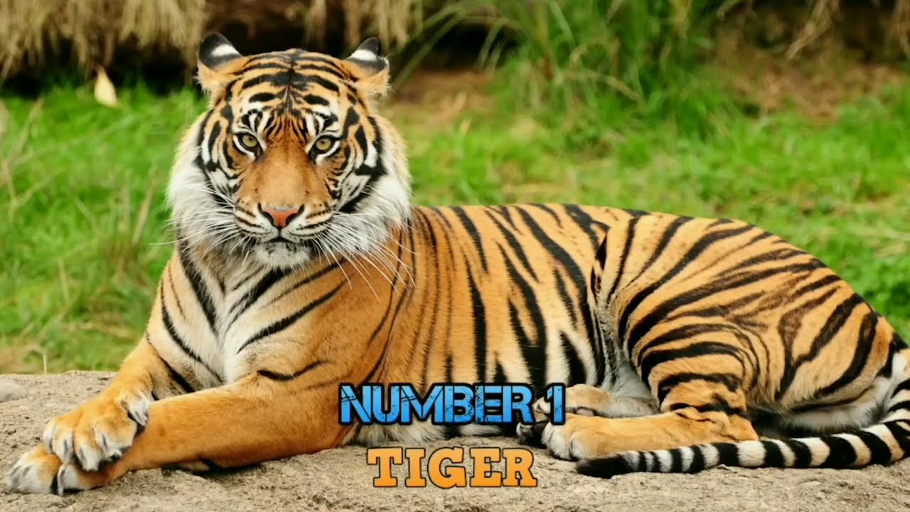 Wild Animal Porcupine, Giraffe,, Lion, Tiger, Hyena, Wild Dogs, Warthog, Python, Buffalo, Wildebeest