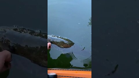 Fish release Friday. Customer submission. #fishing #fishreleasefriday #kayakfishing