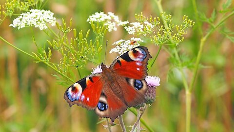 Butterflies and Flowers - A Beautiful Harmony in Nature