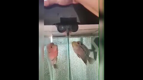 hungry #flowerhorn #fishingvideo