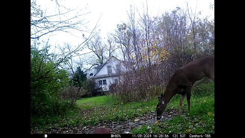 Deer Cam 11-09-2024