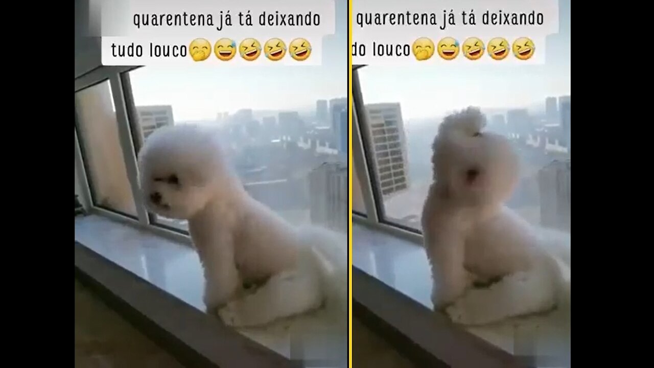 This quarantine is driving everyone crazy puppy imitates cock crowing