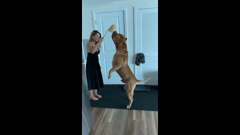 GIANT Pit Bull practices his “circus act” 🦁🎪