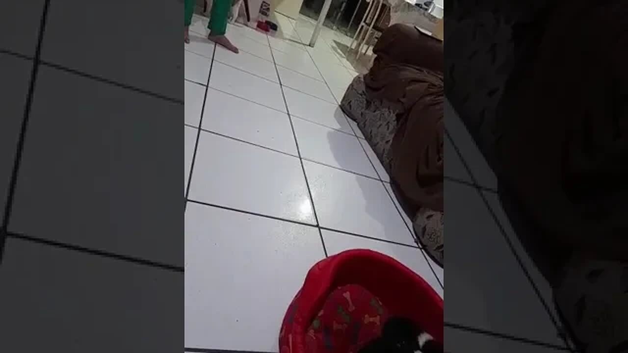 Mamãe gato já não esta mais ligando para seus gatinhos #shorts