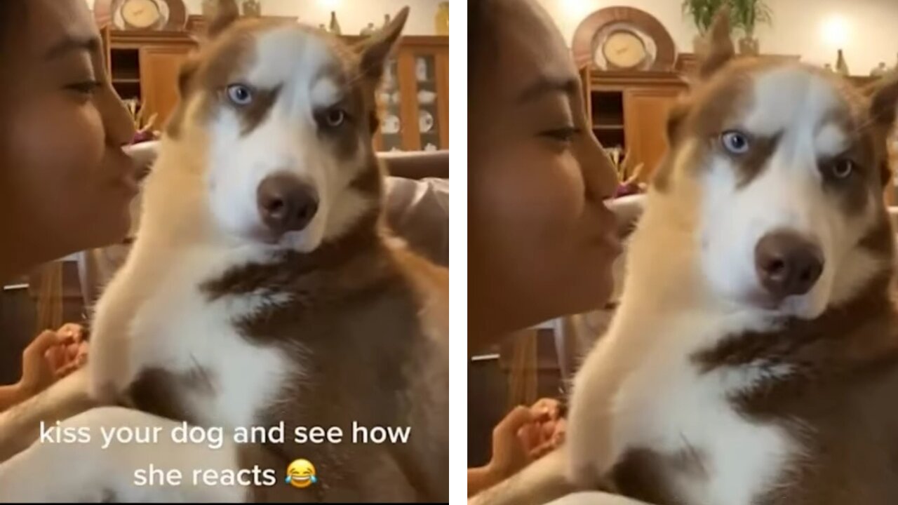 Kiss Your Dog And See how she react 😍