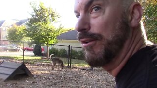 Morning at the Dog Park with the Wolf and French Brittany