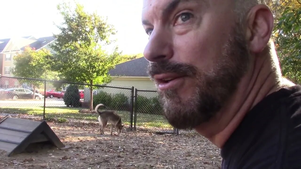 Morning at the Dog Park with the Wolf and French Brittany