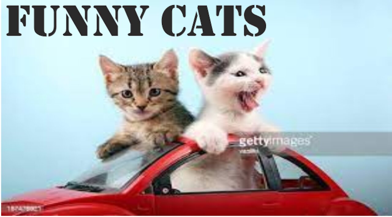 Funny Cats 😹 - Don't Try To Stop Laughing 🤣 - Funniest Cats Ever