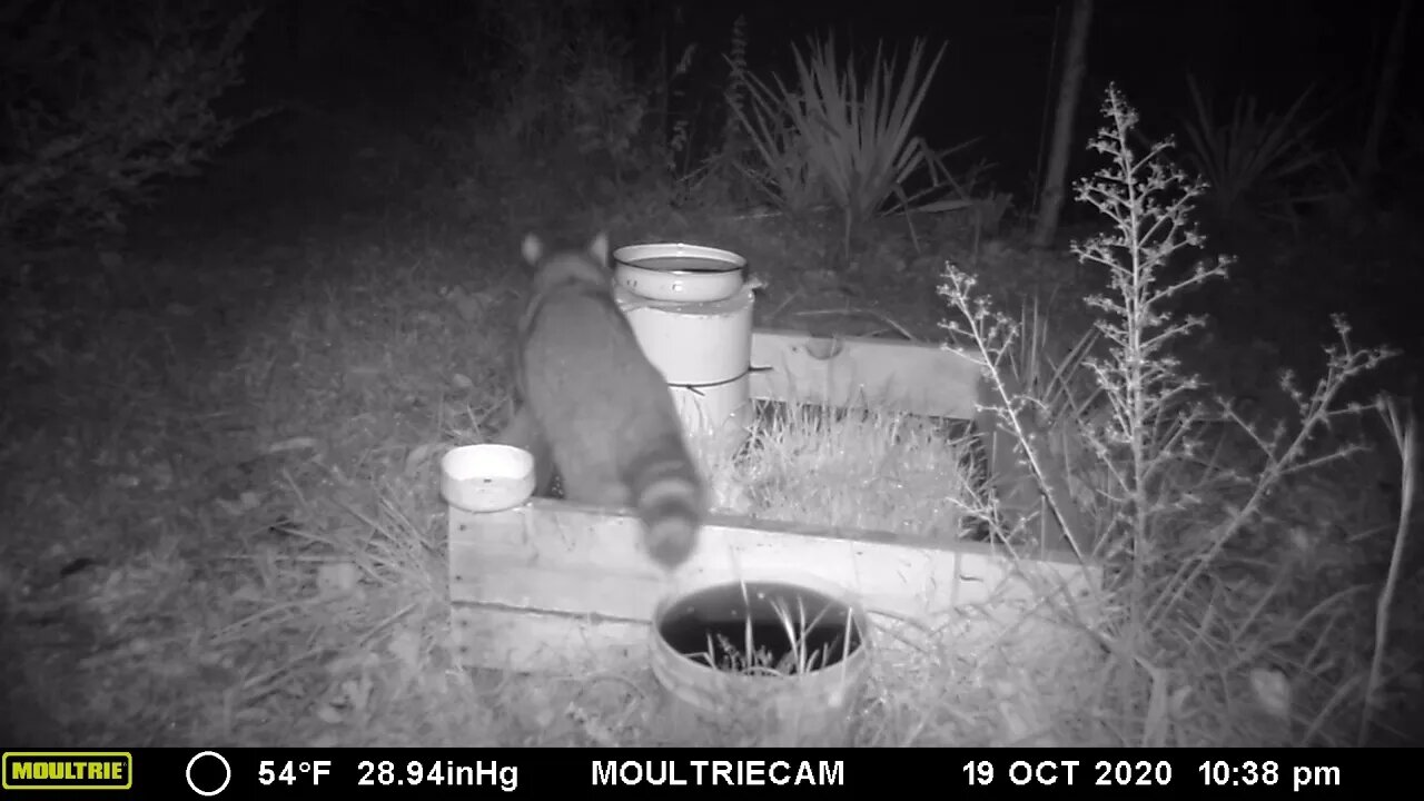 Cute😍 😂Clumsy 🦝Raccoon spilling his water🌊bowl🥣, wait for it, #cute #funny #animal #nature