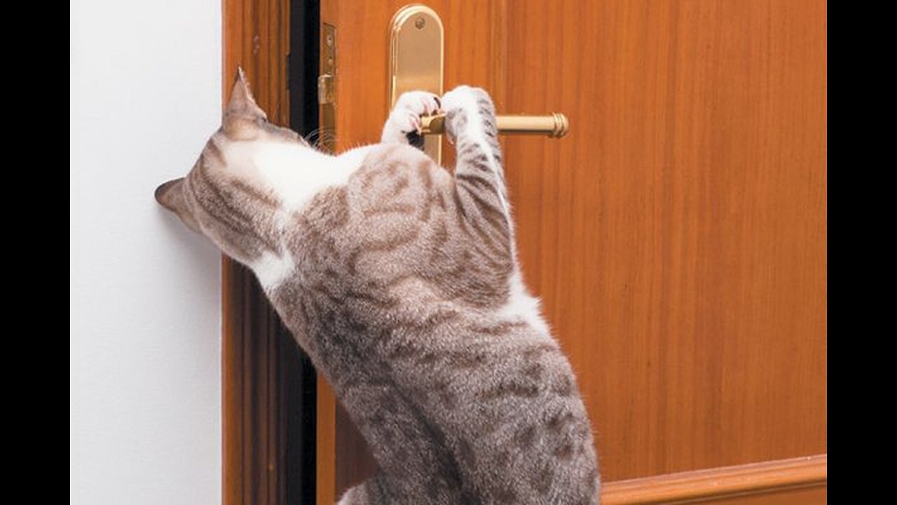 Adorable Cat Masters Door-Opening Skills to Greet Owner