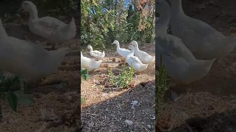 Come on out! #ducks #geese #homesteading #homestead