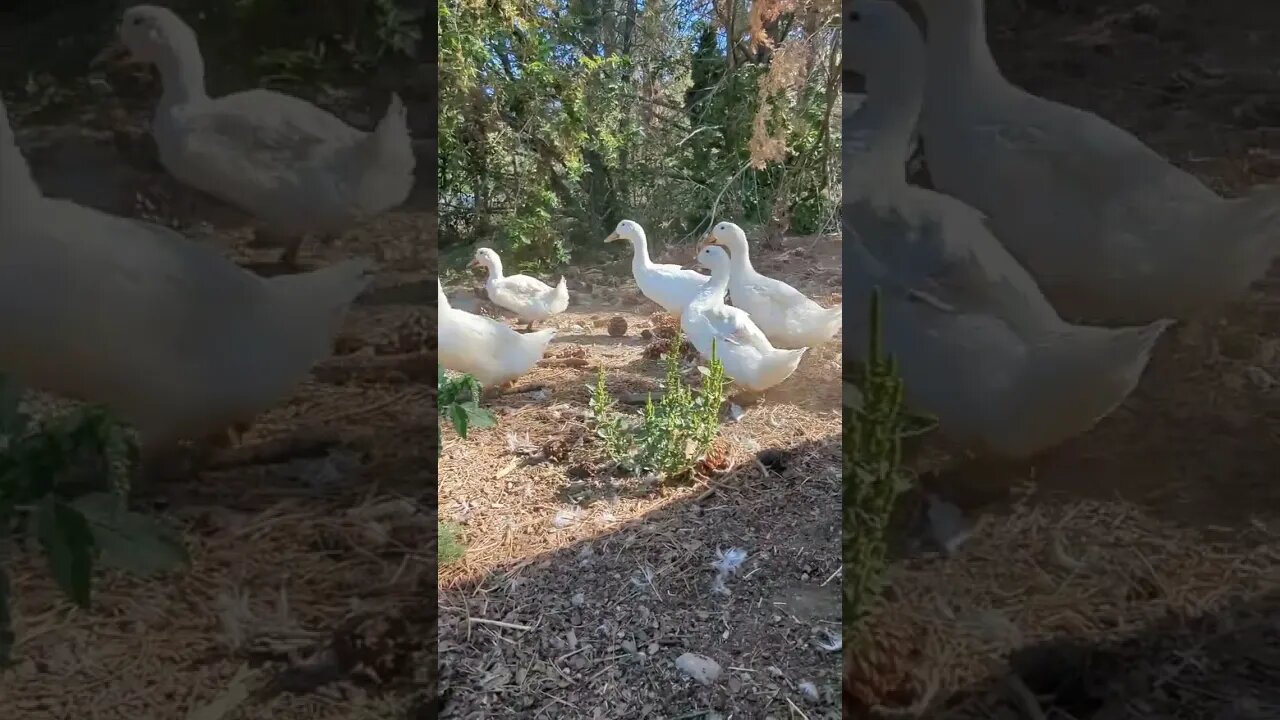 Come on out! #ducks #geese #homesteading #homestead