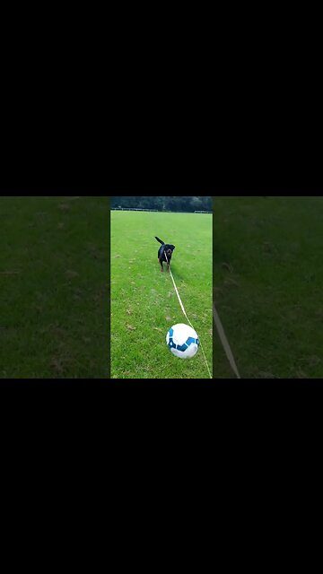 It's my ball now 😈 #dog #rottweiler #puppy