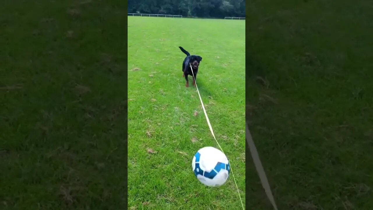 It's my ball now 😈 #dog #rottweiler #puppy