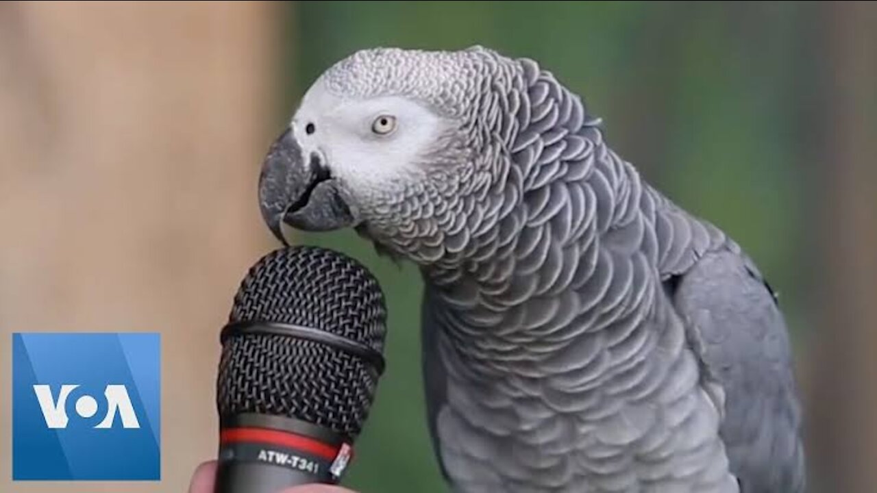 Talking Parrot 🐦 Amazing Parrot 😱😱