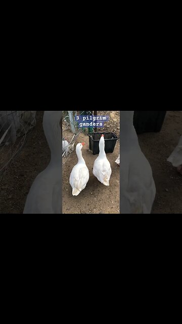 My 3 ganders aka my 3 sons 😆