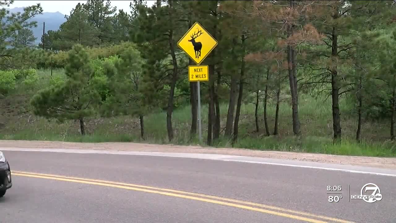 Wildlife crossing survey underway on I-25 where crash left 9 injured, one dead