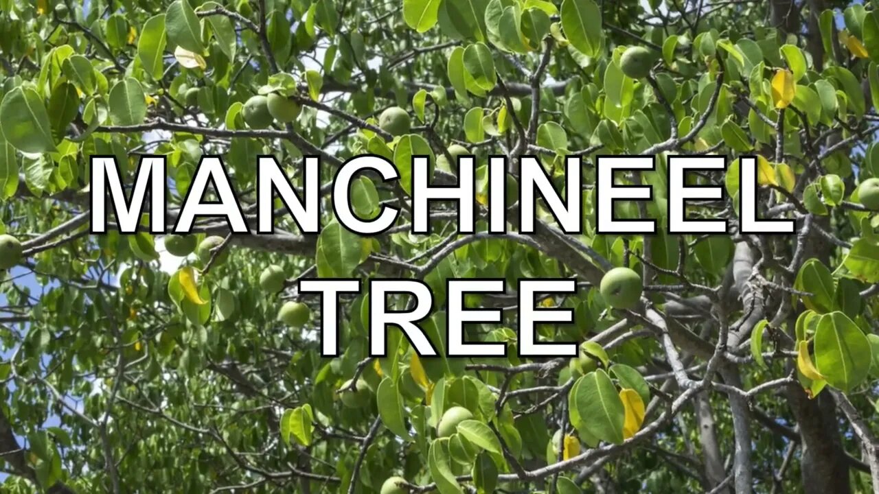 The most dangerous tree in the world (manchineel tree)