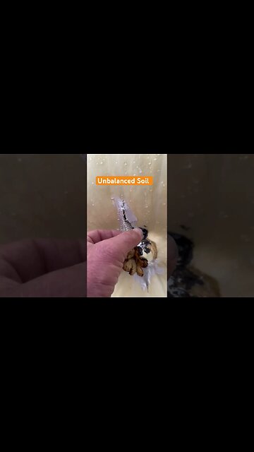 Pumpkin Splits #GiantPumpkin #Bubba #split