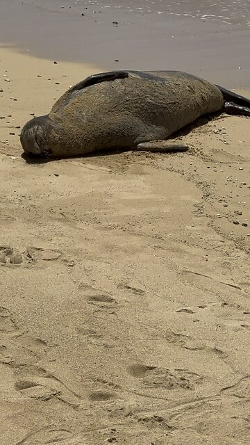Hawaiian Monk Seal