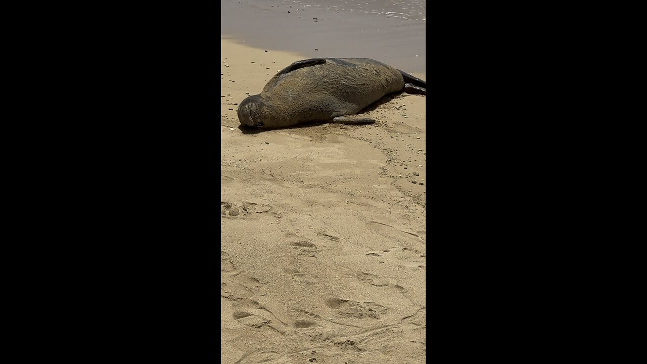 Hawaiian Monk Seal