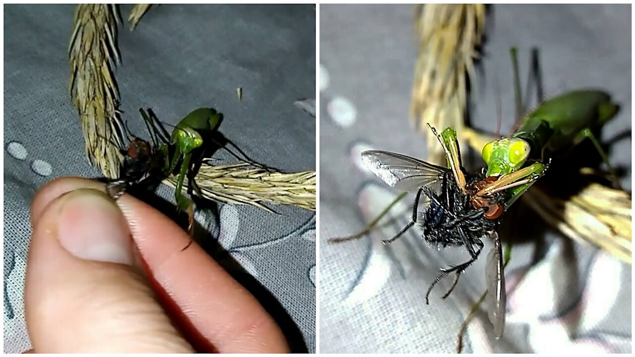 Praying mantis takes a fly from human hand