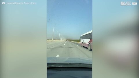 Un nuage de sauterelles envahit une autoroute saoudienne