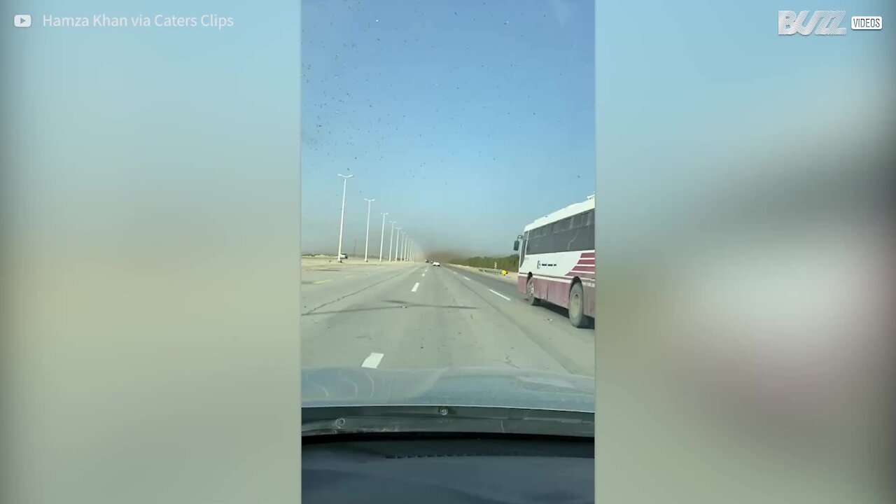 Un nuage de sauterelles envahit une autoroute saoudienne