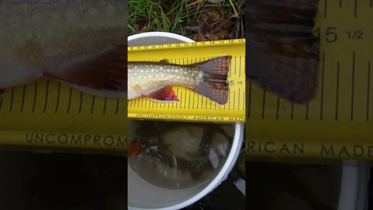 FLY FISHING BIG BROOK TROUT?? #shorts #fishing