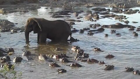 Considering how territorial and aggressive Hippos are and how they're all forced to make wayElephant