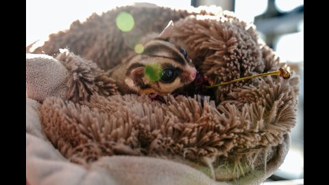 Sugar Gliders in Flight - Funny & Cute Compilation