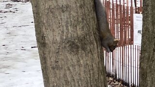 Grey Squirrel upside down