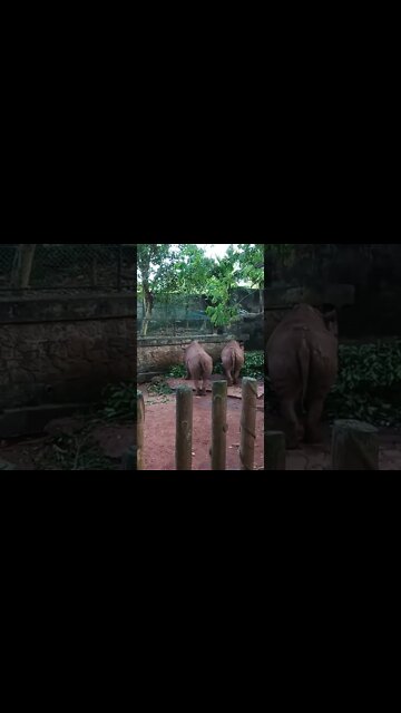 Two big rhino's having a meal.