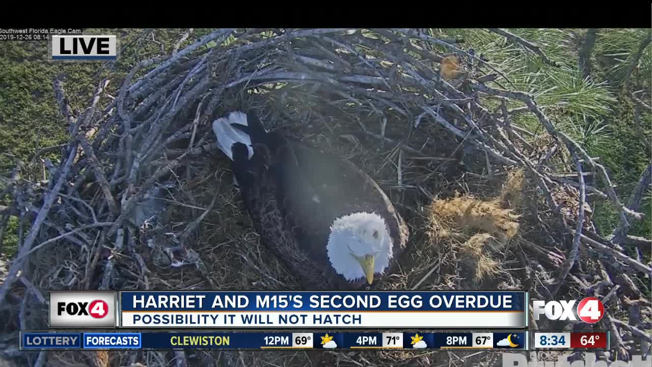 Harriet and M-15's second egg overdue.