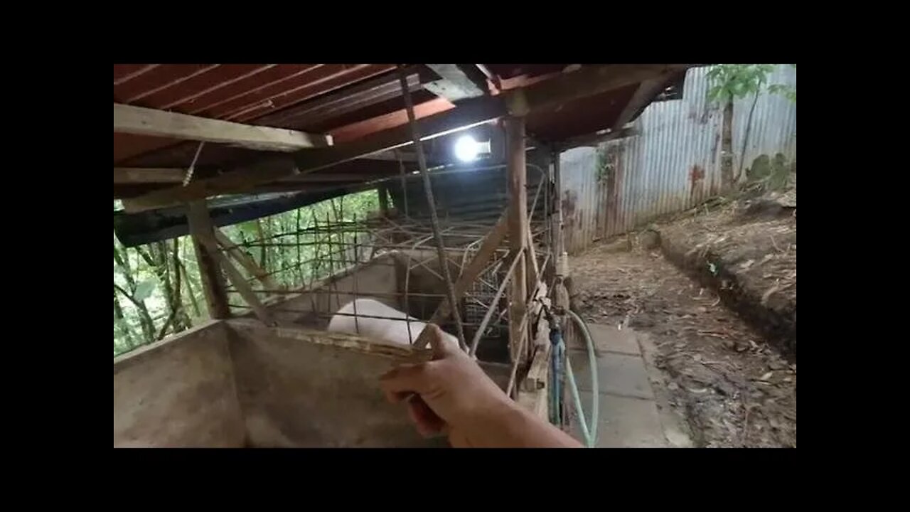 REPAIRS ON THE PIG PEN