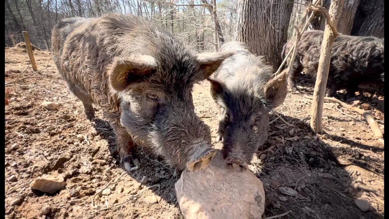 Makin' Bacon: A pig's love story (#117)