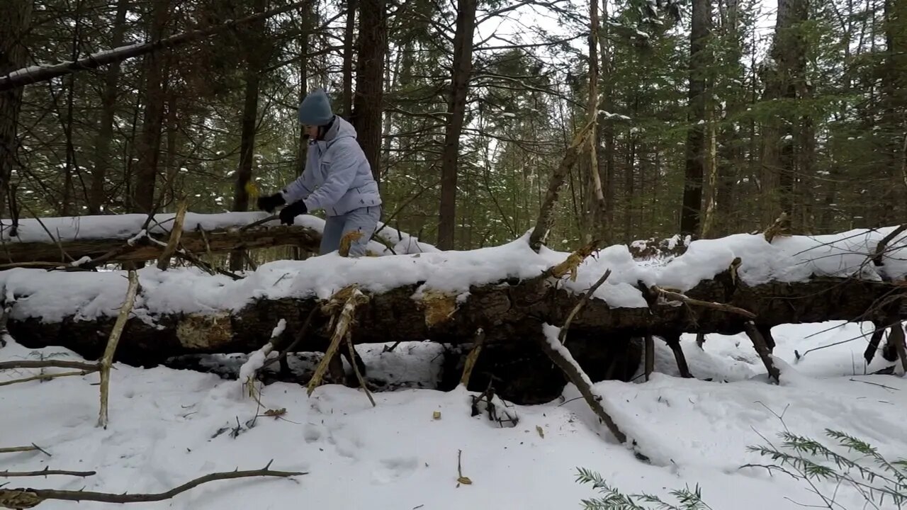 Winter Bushcraft: Camping with my Husky (-20⁰C)-11